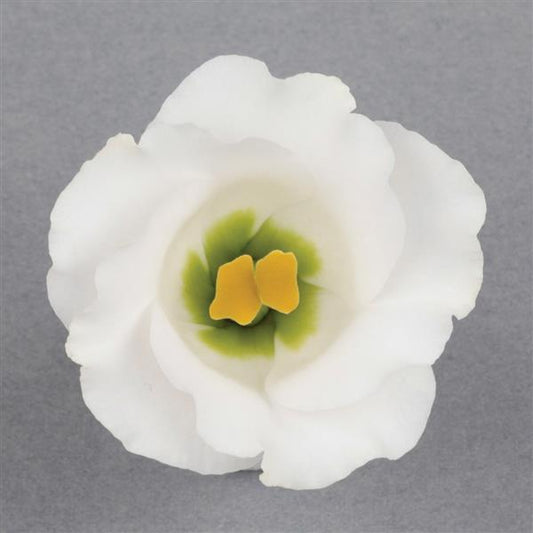 1,000 Bulk Lisianthus Seeds Solo Pure White Pelleted Seeds