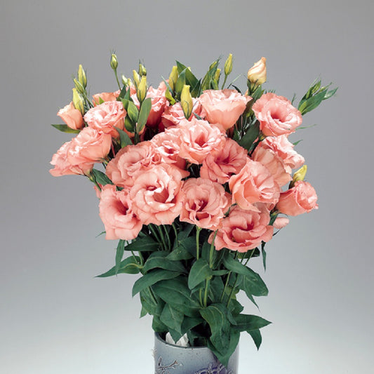 Lisianthus Seeds Lisianthus Super Magic Apricot 1,000 Pelleted Seeds