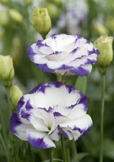Lisianthus Seeds Lisianthus Super Magic Capri Blue Picotee 1,000 Pelleted Seeds