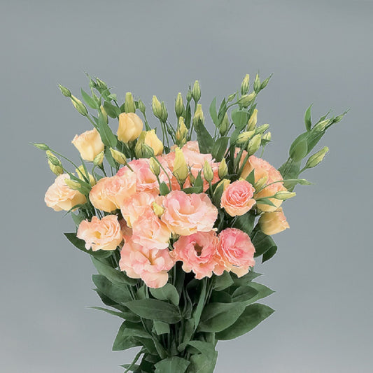Lisianthus Seeds Lisianthus Super Magic Champagne 1,000 Pelleted Seeds