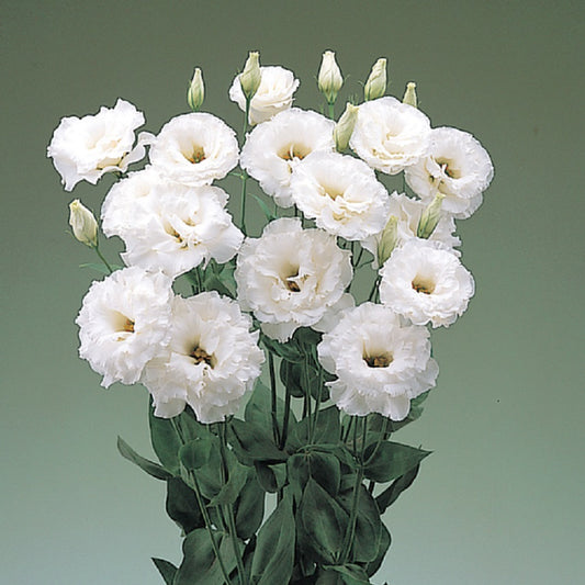 Lisianthus Seeds Lisianthus Super Magic White 1,000 Pelleted Seeds