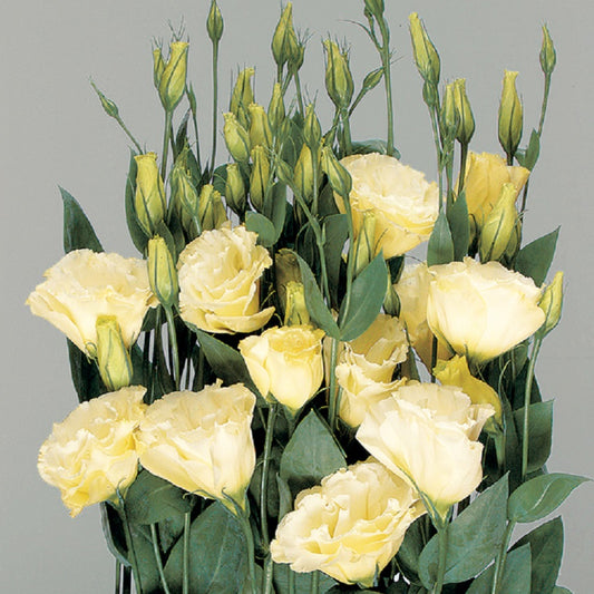 Lisianthus Seeds Lisianthus Super Magic Yellow 1,000 Pelleted Seeds