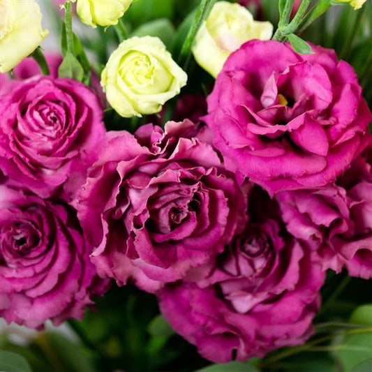 Bulk Lisianthus Seeds Lisianthus Voyage Deep Rose 1,000 Pelleted Seeds