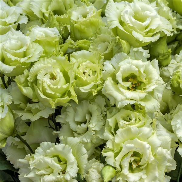 Bulk Lisianthus Seeds Lisianthus Voyage Green 1,000 Pelleted Seeds
