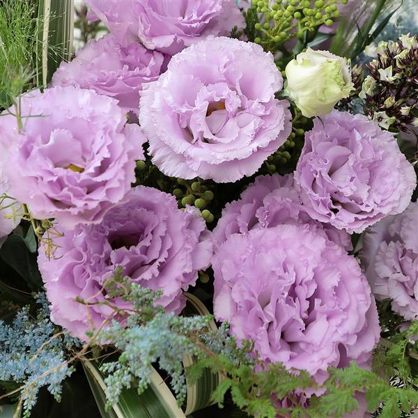 Bulk Lisianthus Seeds Lisianthus Voyage Lavender 1,000 Pelleted Seeds