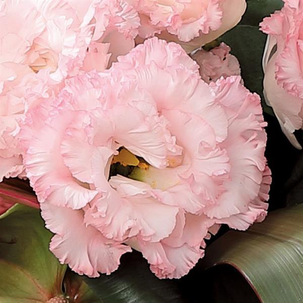 Bulk Lisianthus Seeds Lisianthus Voyage Light Pink 1,000 Pelleted Seeds