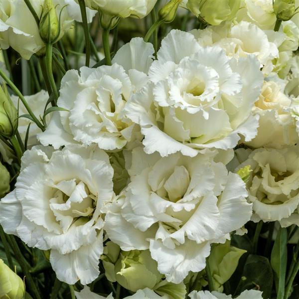 Bulk Lisianthus Seeds Lisianthus Voyage White 1,000 Pelleted Seeds
