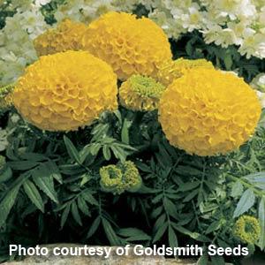 Marigold Seeds Marigold Antigua Gold 1,000 Seeds