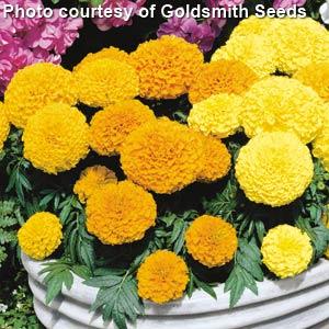 Marigold Seeds Marigold Antigua Mix 1,000 Seeds