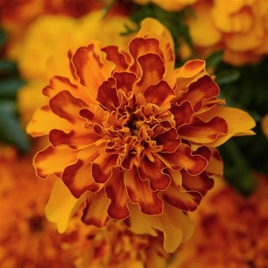 Marigold Seeds French Marigold Bonanza Bolero