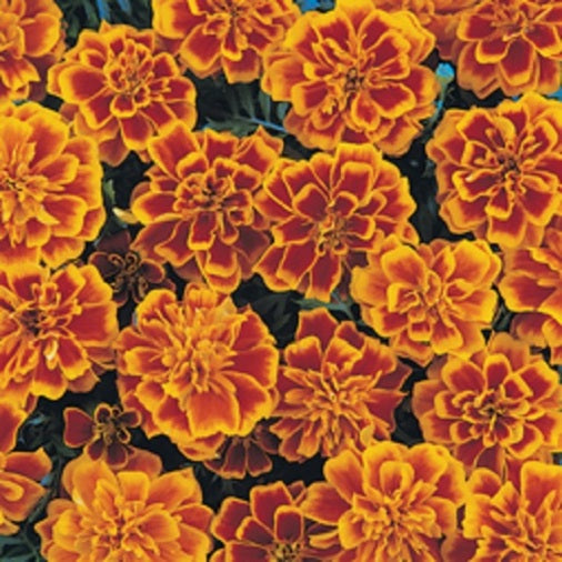 Marigold Seeds French Marigold Bonanza Flame