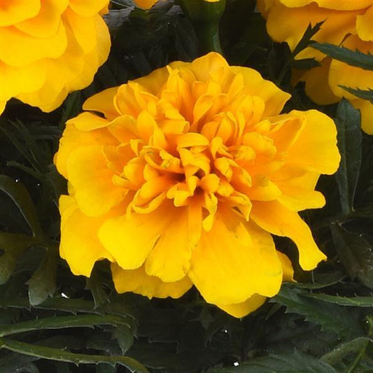 Marigold Seeds French Marigold Bonanza Gold
