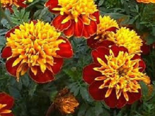 Marigold Seeds French Marigold Bonanza Harmony