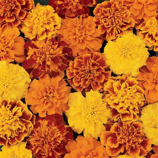 Marigold Seeds French Marigold Bonanza Mix
