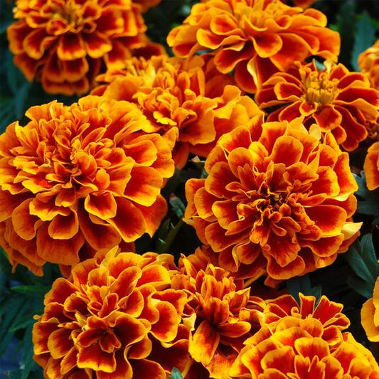 Marigold Seeds French Marigold Chica Flame
