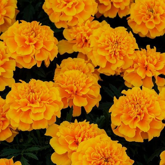 Marigold Seeds French Marigold Chica Gold