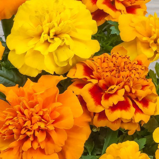 Marigold Seeds French Marigold Chica Mix