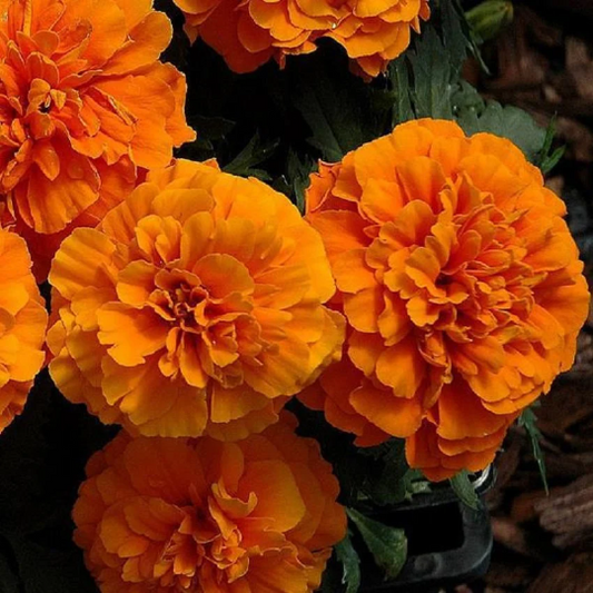 Marigold Seeds French Marigold Chica Orange