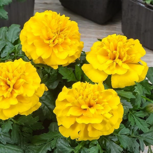Marigold Seeds French Marigold Chica Yellow