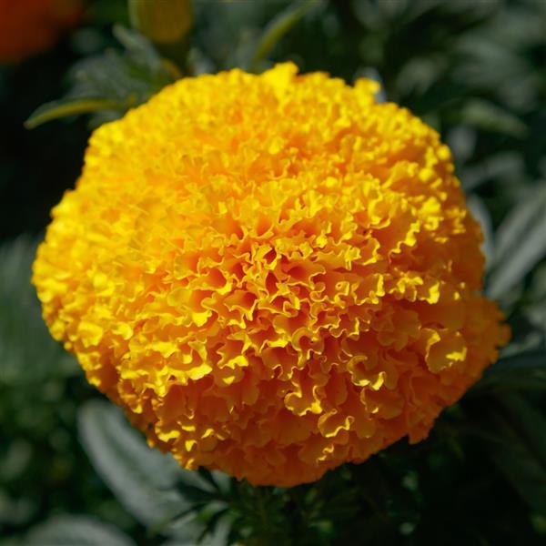 Marigold Seeds African Marigold Coco Gold 1,000 Seeds Cut Flower
