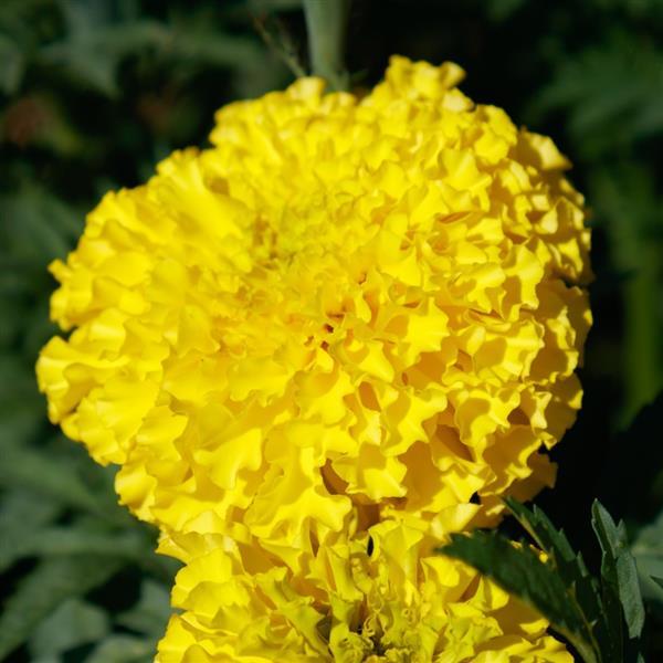 Marigold Seeds African Marigold Coco Yellow 1,000 Seeds Cut Flower