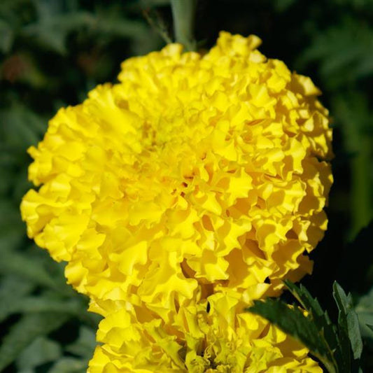 Marigold Seeds African Marigold Coco Yellow 1,000 Seeds Cut Flower