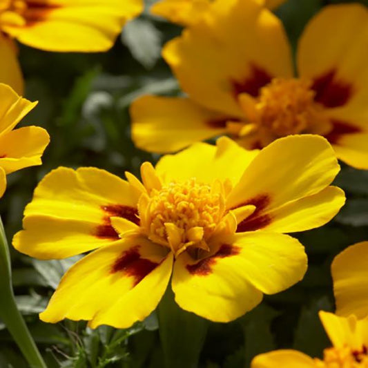 Marigold Seeds French Marigold Disco Marietta