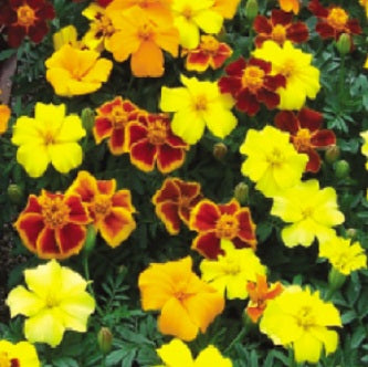 Marigold Seeds French Marigold Disco Mix
