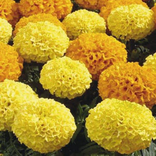 Marigold Seeds African Marigold Discovery Mix 1,000 Seeds