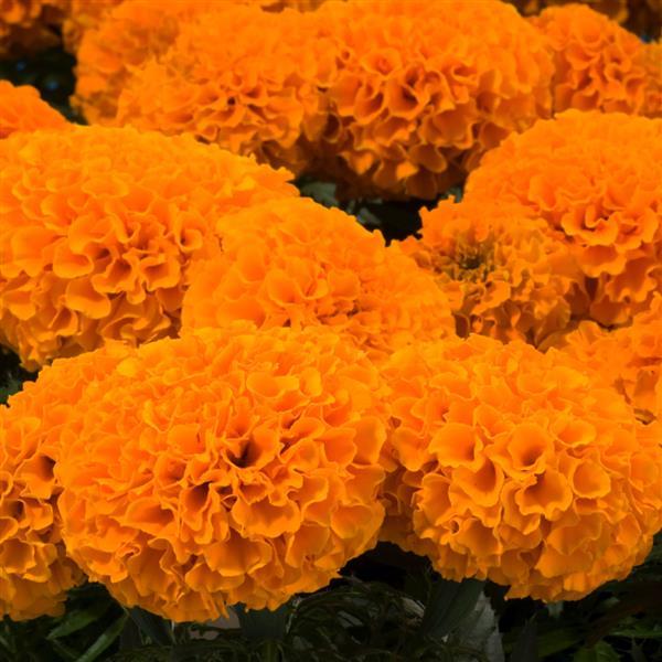 Marigold Seeds African Marigold Discovery Orange 1,000 Seeds