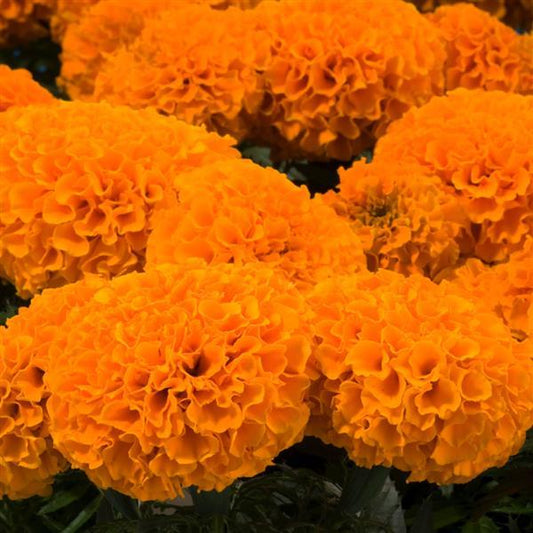 Marigold Seeds African Marigold Discovery Orange 1,000 Seeds