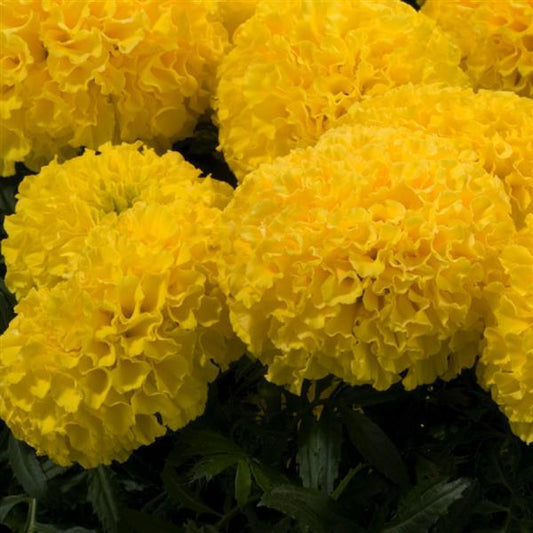 Marigold Seeds African Marigold Discovery Yellow 1,000 Seeds