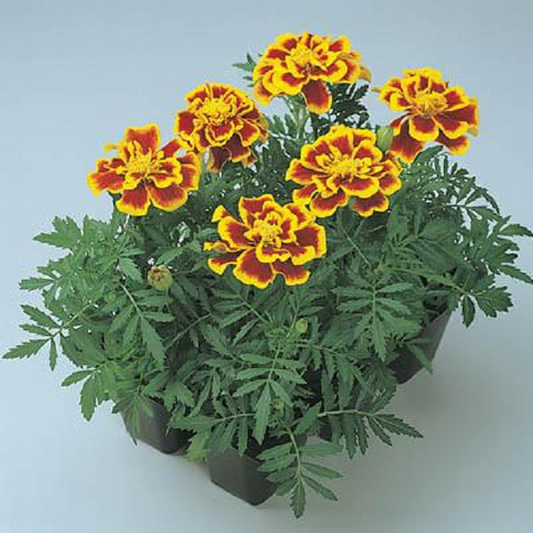 Marigold Seeds French Marigold Durango® Bee