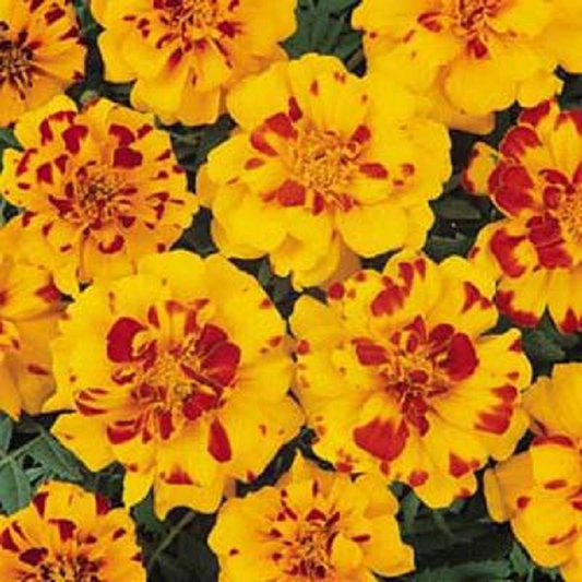 Marigold Seeds French Marigold Durango® Bolero