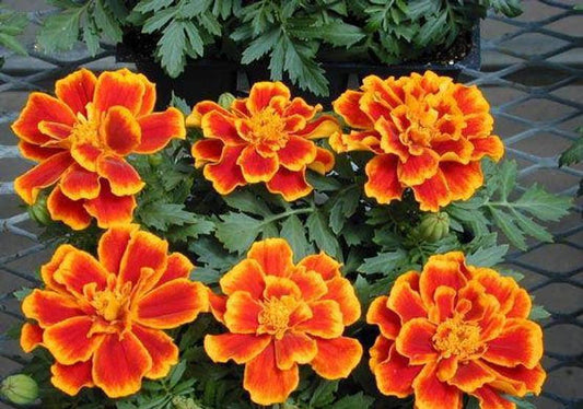 Marigold Seeds French Marigold Durango® Flame