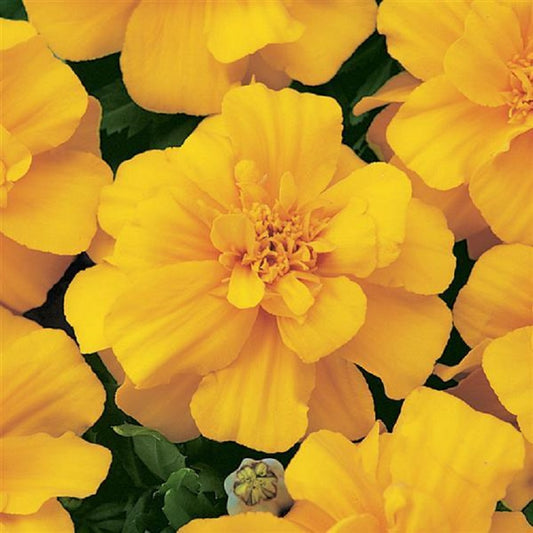 Marigold Seeds French Marigold Durango® Gold