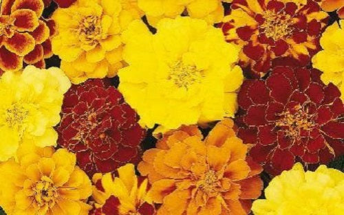 Marigold Seeds French Marigold Durango® Mix
