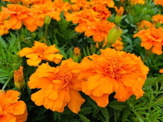 Marigold Seeds French Marigold Durango® Orange