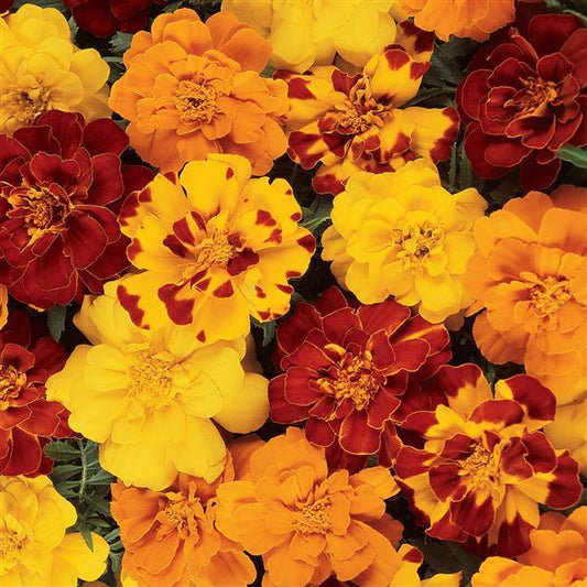 Marigold Seeds French Marigold Durango® Outback Mix