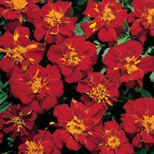 Marigold Seeds French Marigold Durango® Red