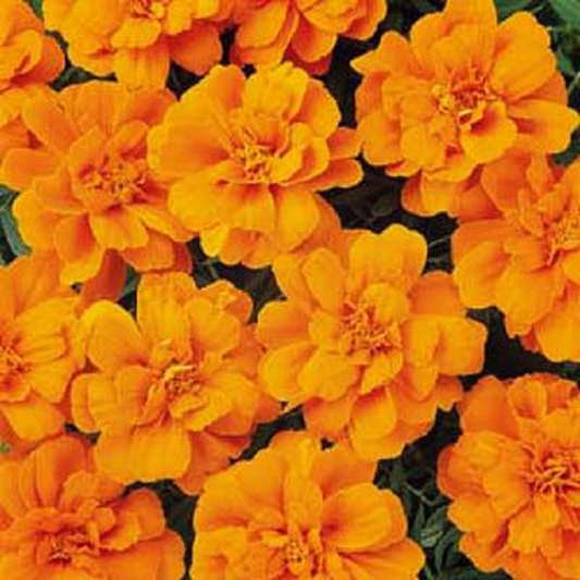 Marigold Seeds French Marigold Durango® Tangerine