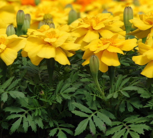 Marigold Seeds French Marigold Durango® Yellow