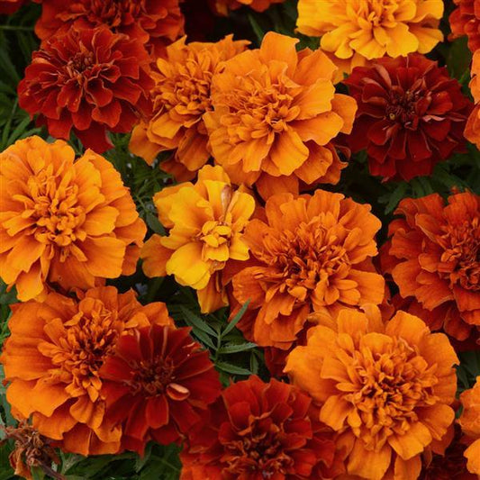French Marigold Seeds Marigold Fireball