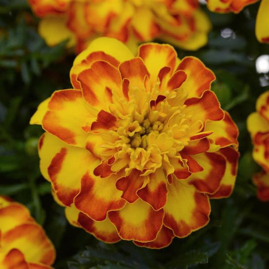 French Marigold Seeds Marigold Flamenco French Marigold