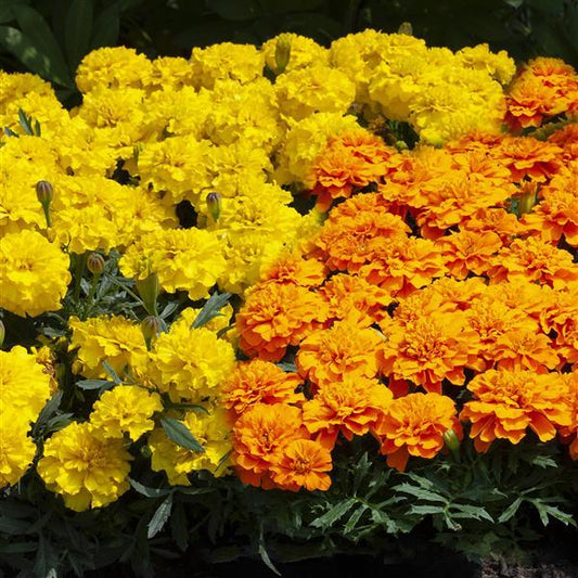 Marigold Seeds French Marigold Happy Mix