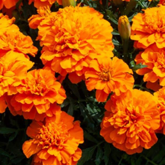 Marigold Seeds French Marigold Happy Orange