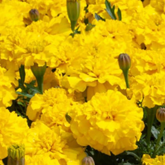 Marigold Seeds French Marigold Happy Yellow