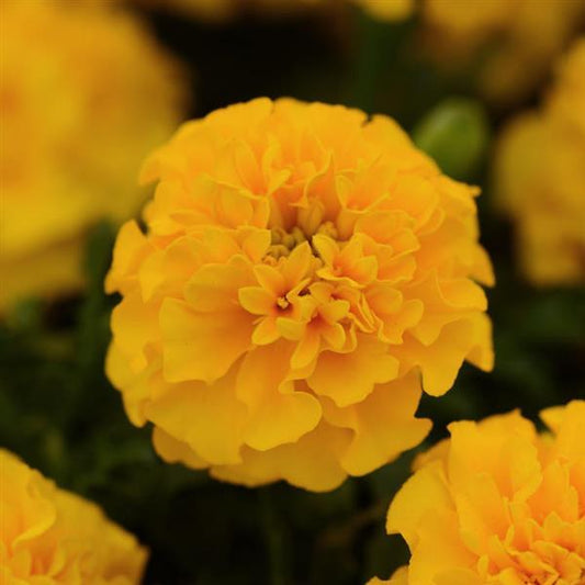 Marigold Seeds French Marigold Hot Pak™ Gold