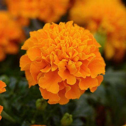 Marigold Seeds French Marigold Hot Pak™ Orange