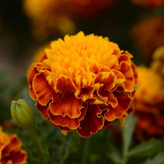 Marigold Seeds French Marigold Hot Pak™ Spry